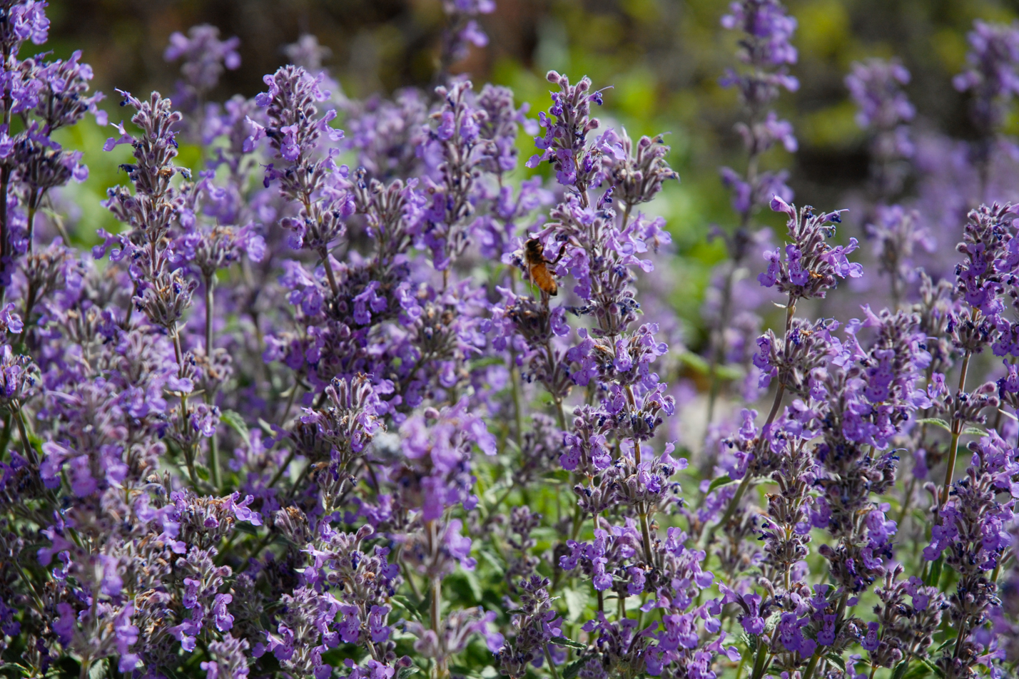 Little Trudy Catmint